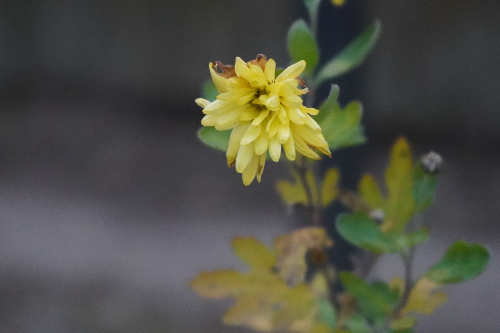 ступино, цветы, декабрь, маргаритки,