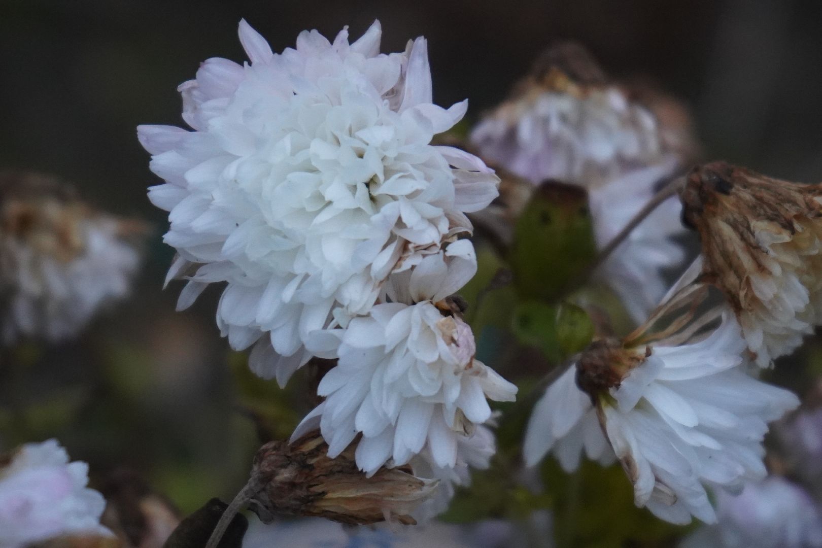 ступино, цветы, декабрь, маргаритки,