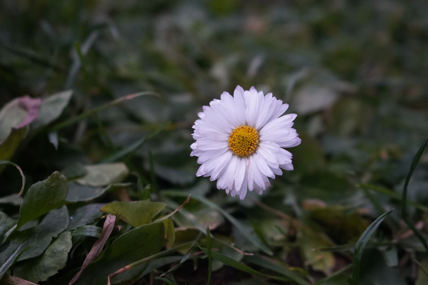 ступино, цветы, декабрь, маргаритки,