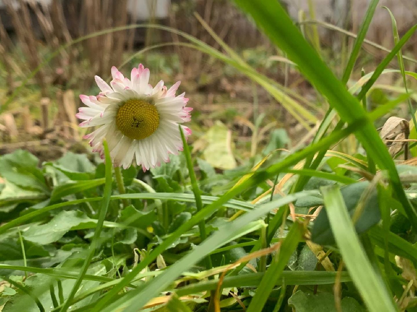 ступино, цветы, декабрь, маргаритки,