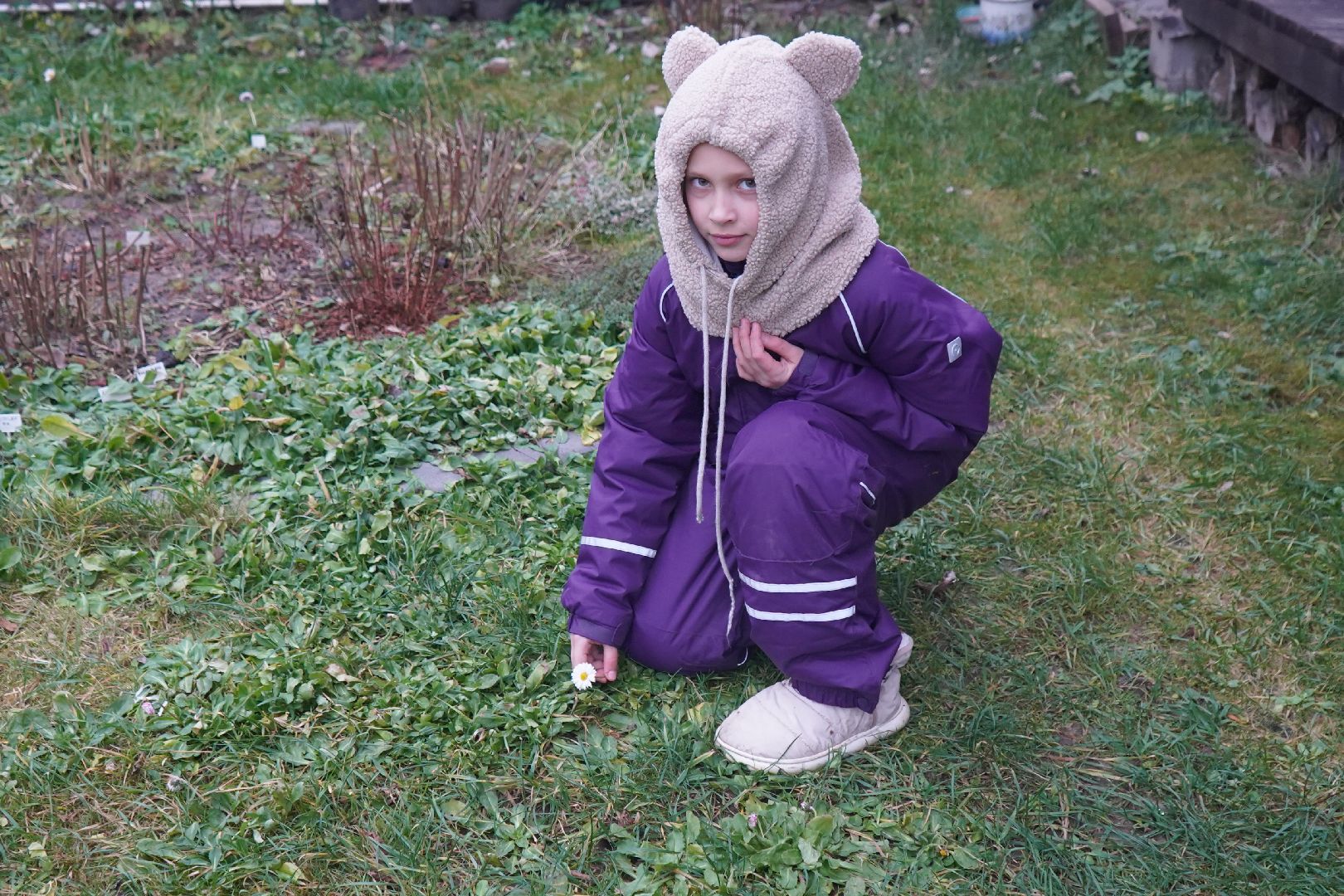 ступино, цветы, декабрь, маргаритки,