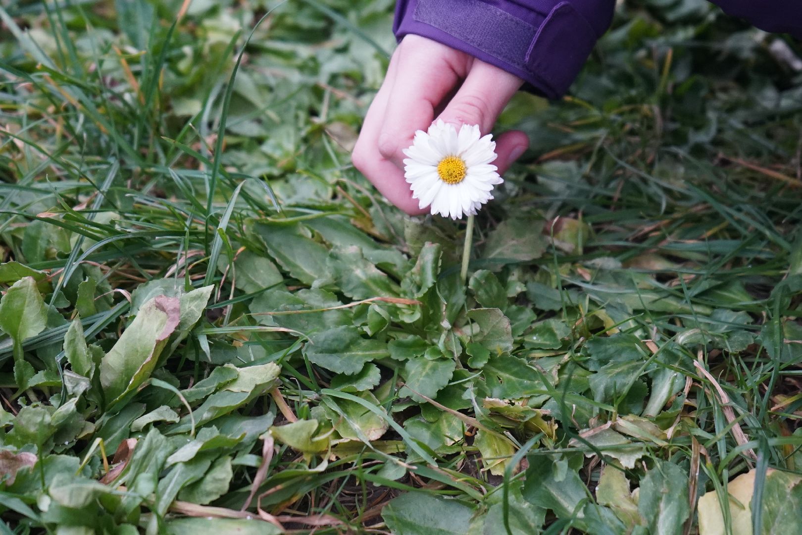 ступино, цветы, декабрь, маргаритки,
