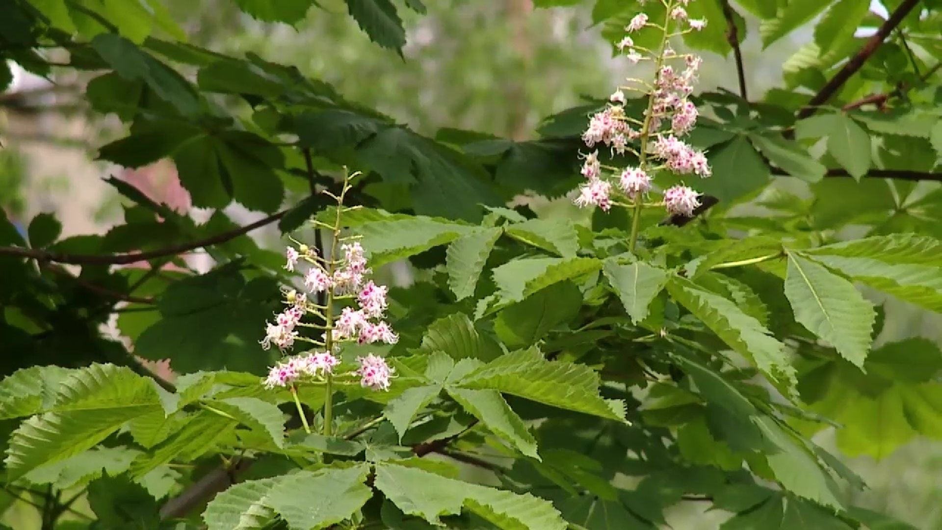 Реутов, ЖКХ, управляющие компании, покос травы, газоны, кустарники