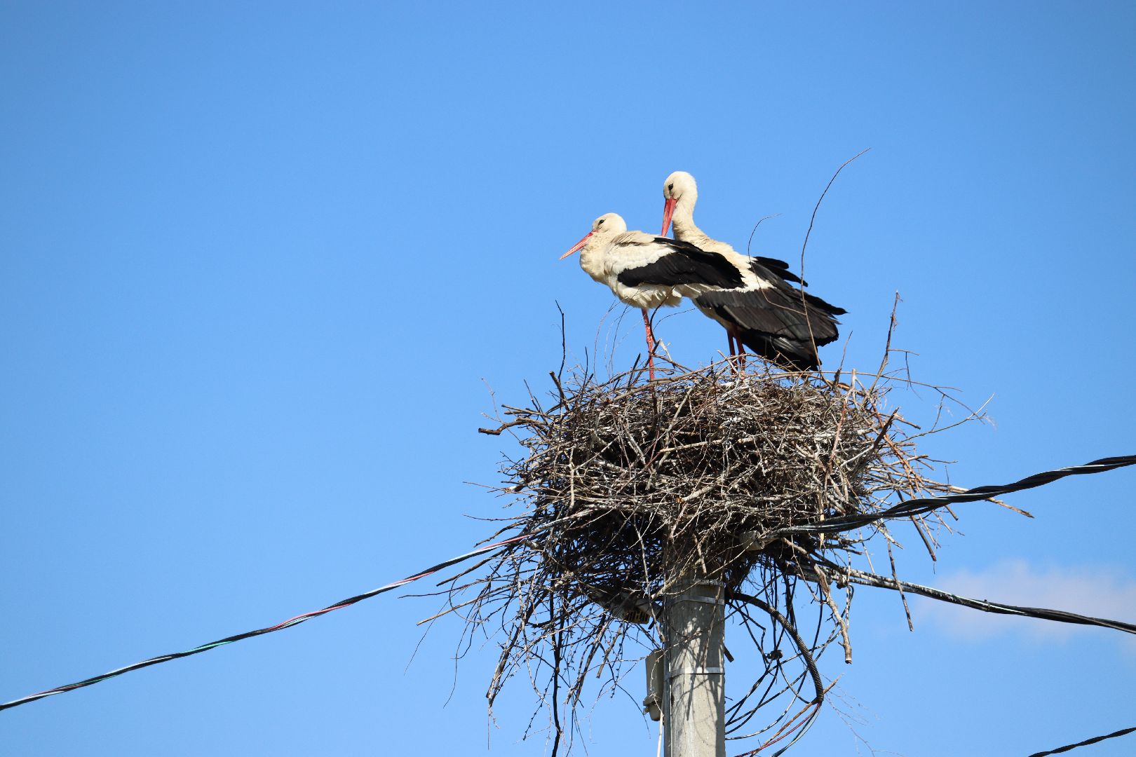 Серебряные Пруды, аисты