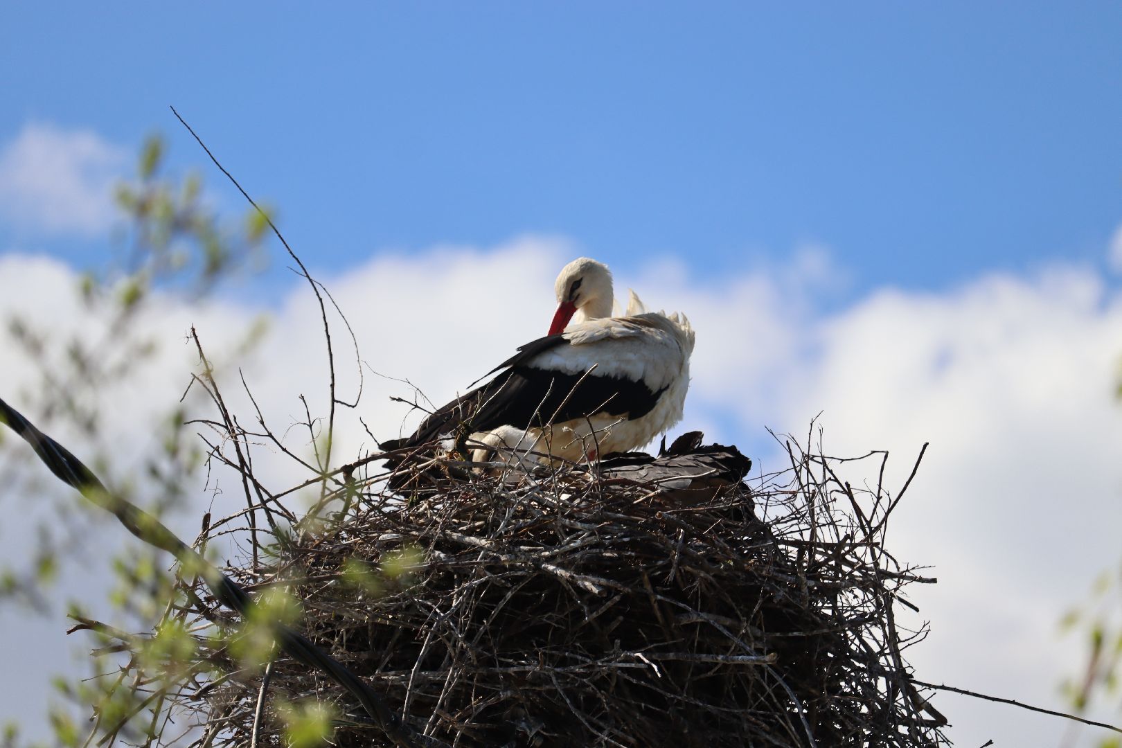 Серебряные Пруды, аисты