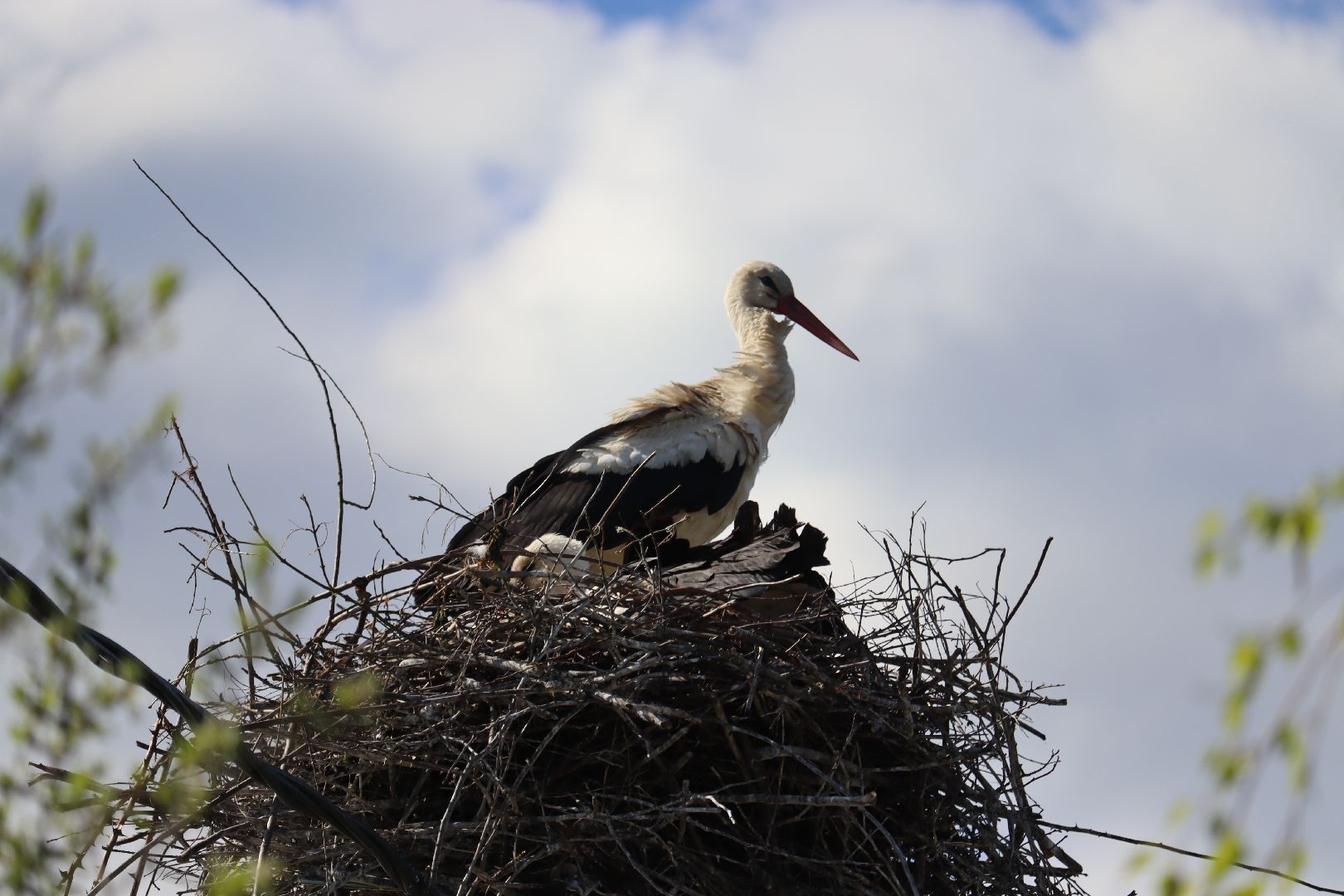 Серебряные Пруды, аисты