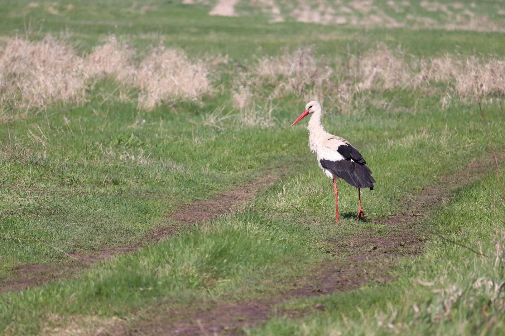 Серебряные Пруды, аисты