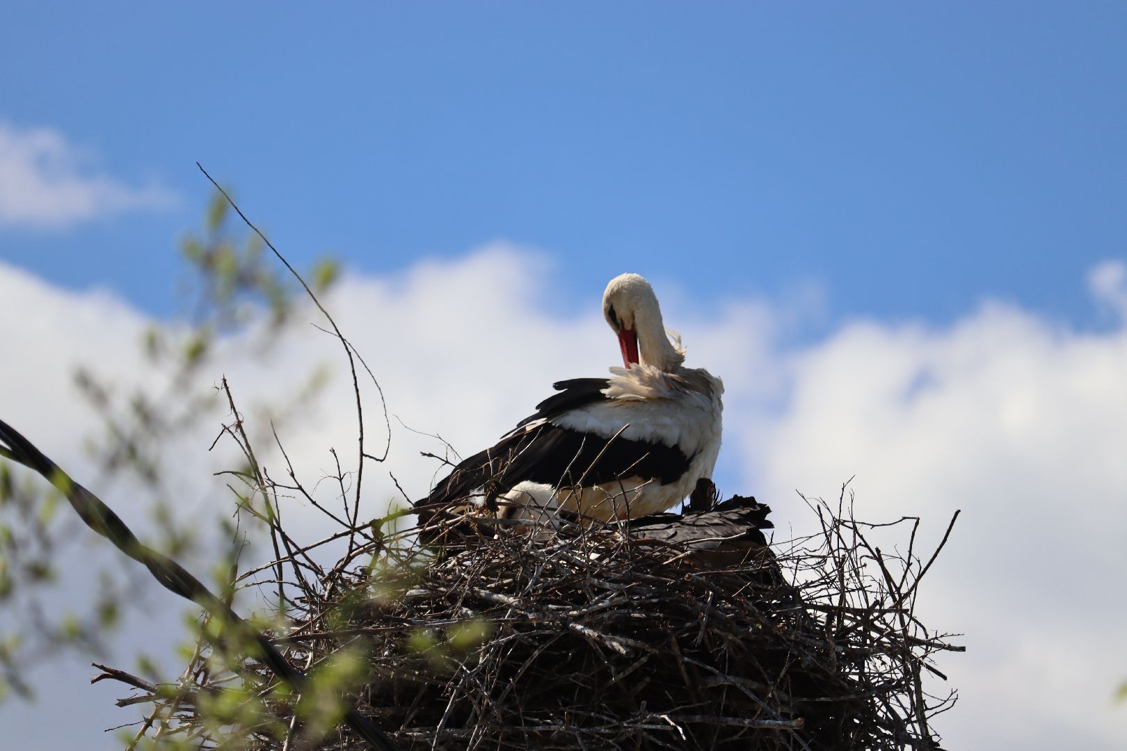 Серебряные Пруды, аисты