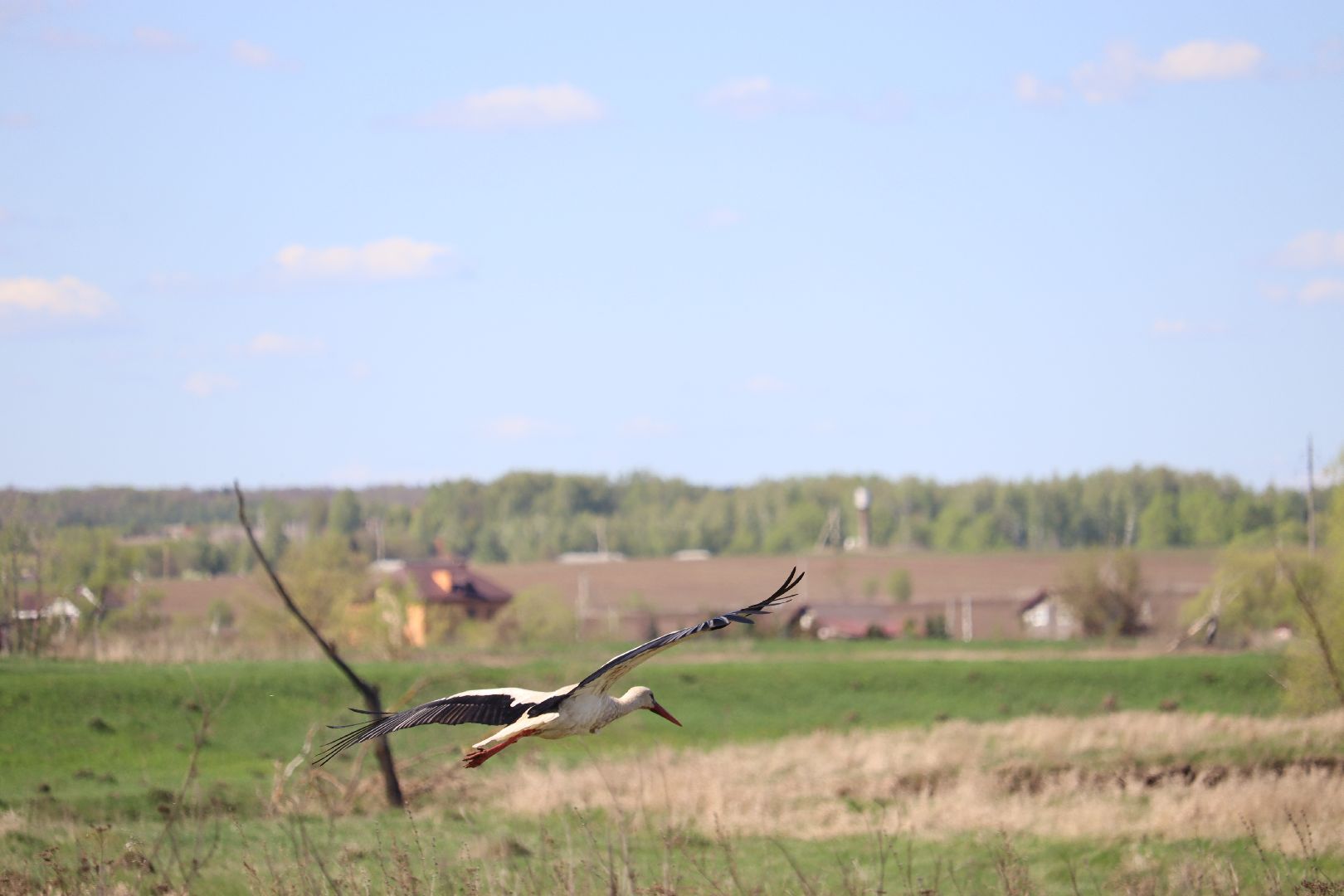 Серебряные Пруды, аисты