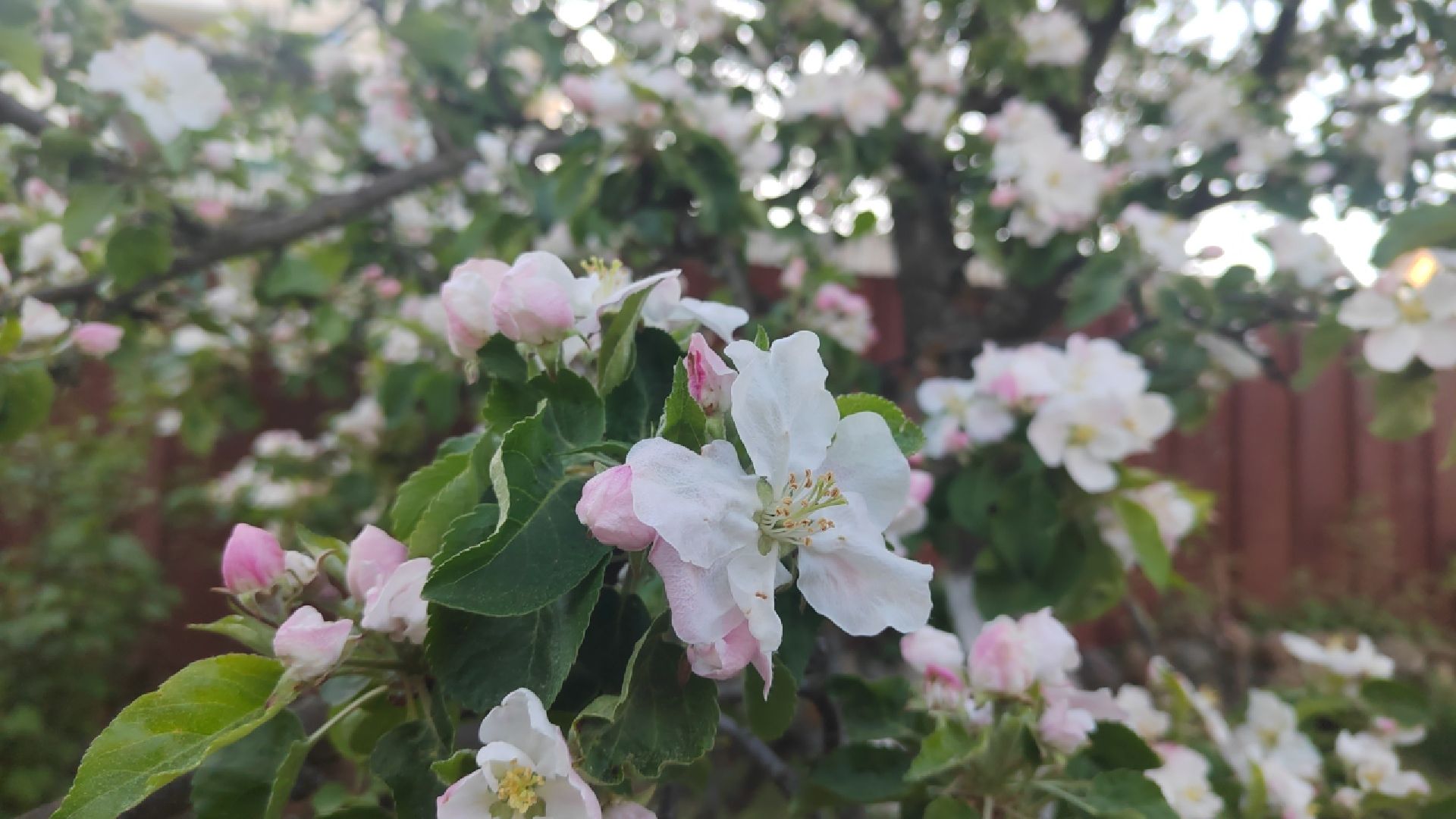 Пушкино, весна в Подмосковье, природа, люди