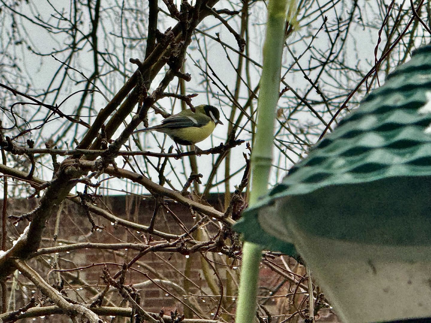 зимующие птицы, кормушки для птиц, эколог, ленинский округ,