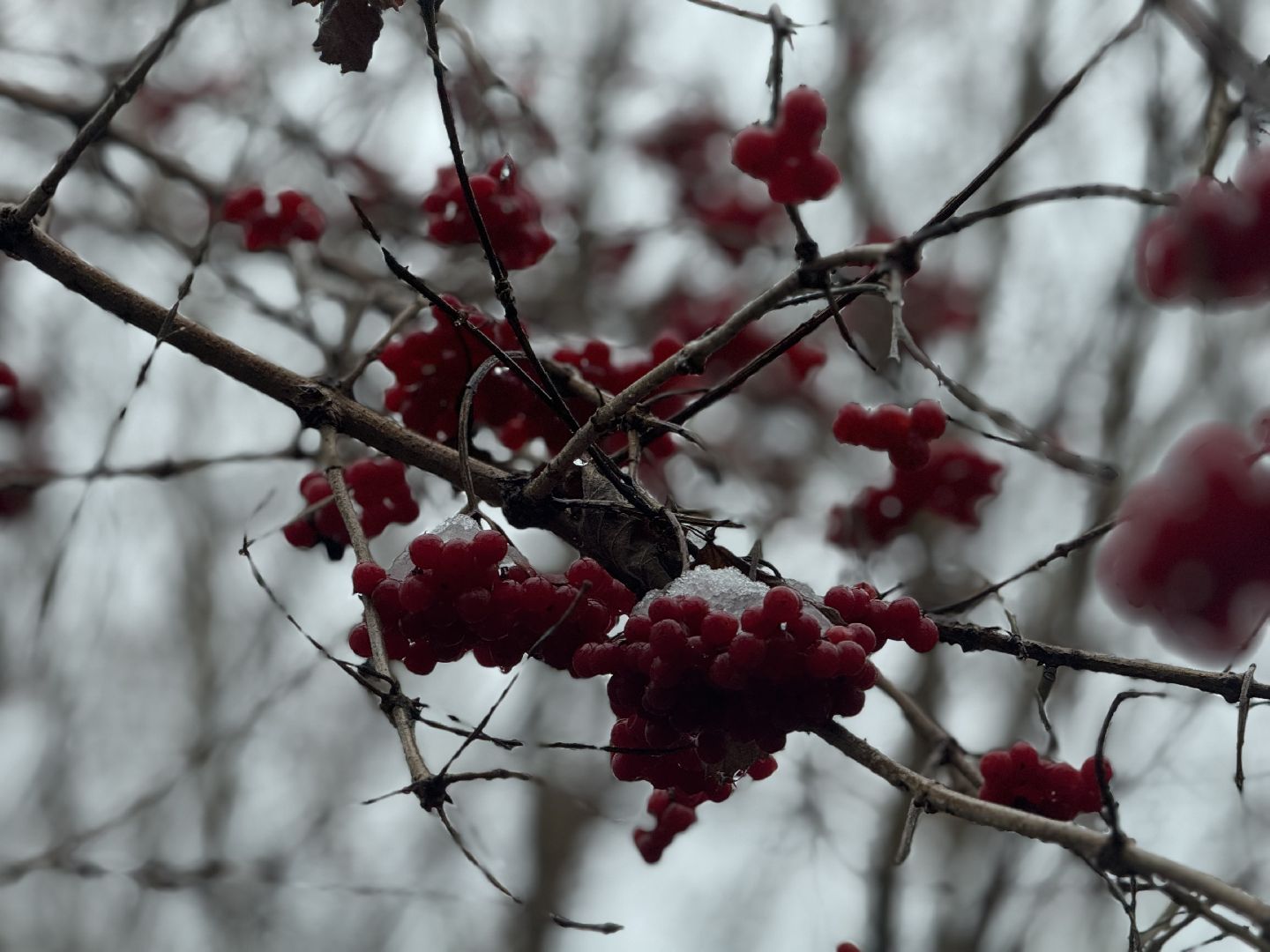 зимующие птицы, кормушки для птиц, эколог, ленинский округ,