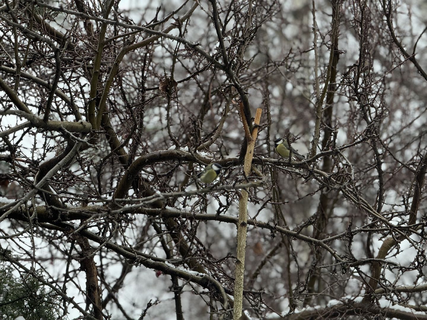 зимующие птицы, кормушки для птиц, эколог, ленинский округ,