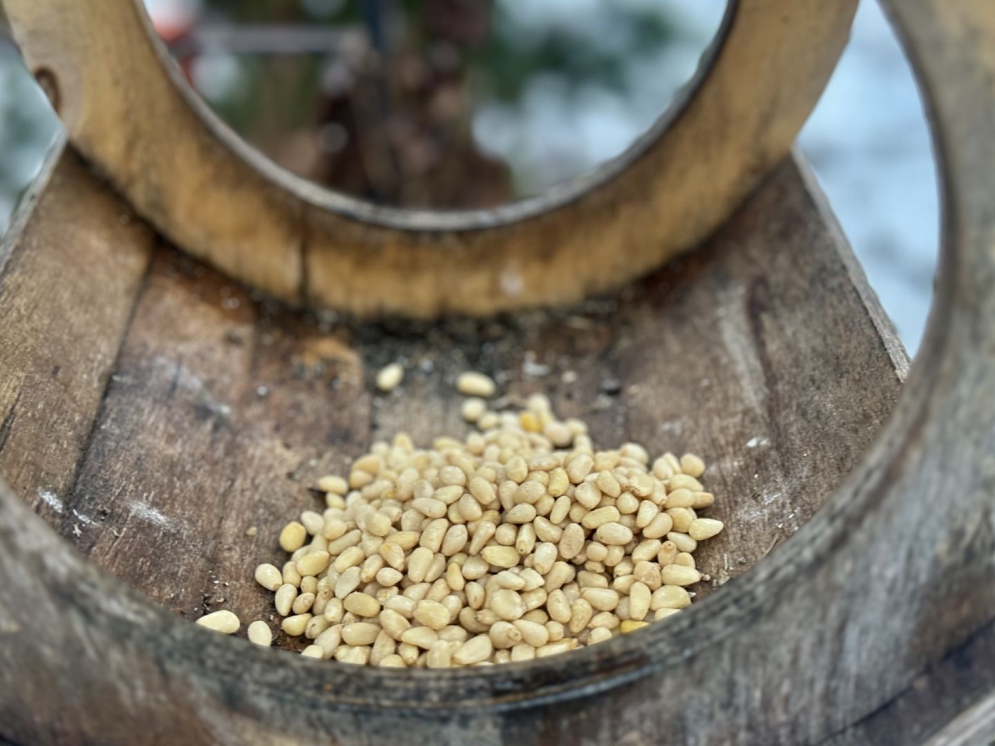 зимующие птицы, кормушки для птиц, эколог, ленинский округ,