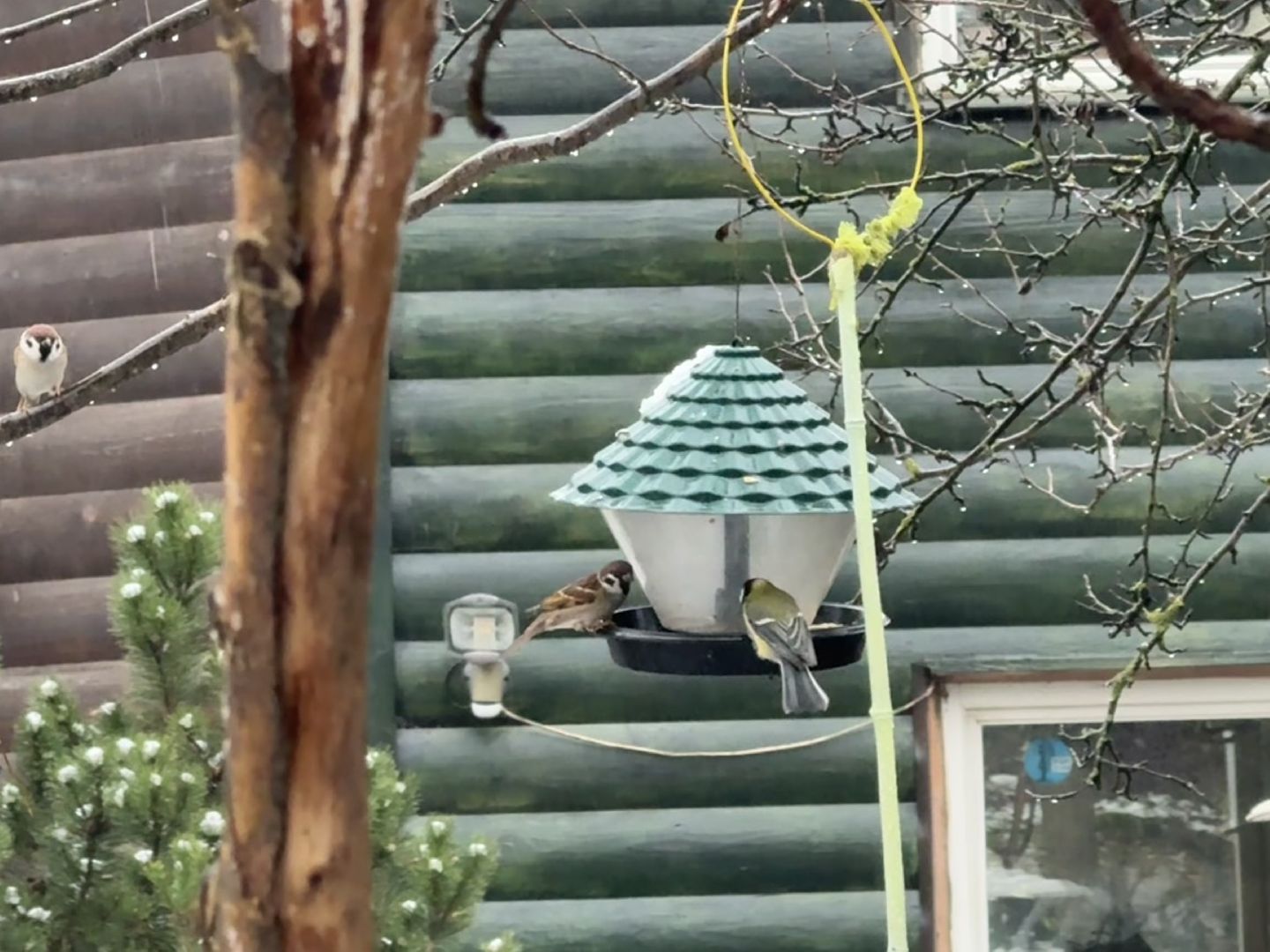 зимующие птицы, кормушки для птиц, эколог, ленинский округ,