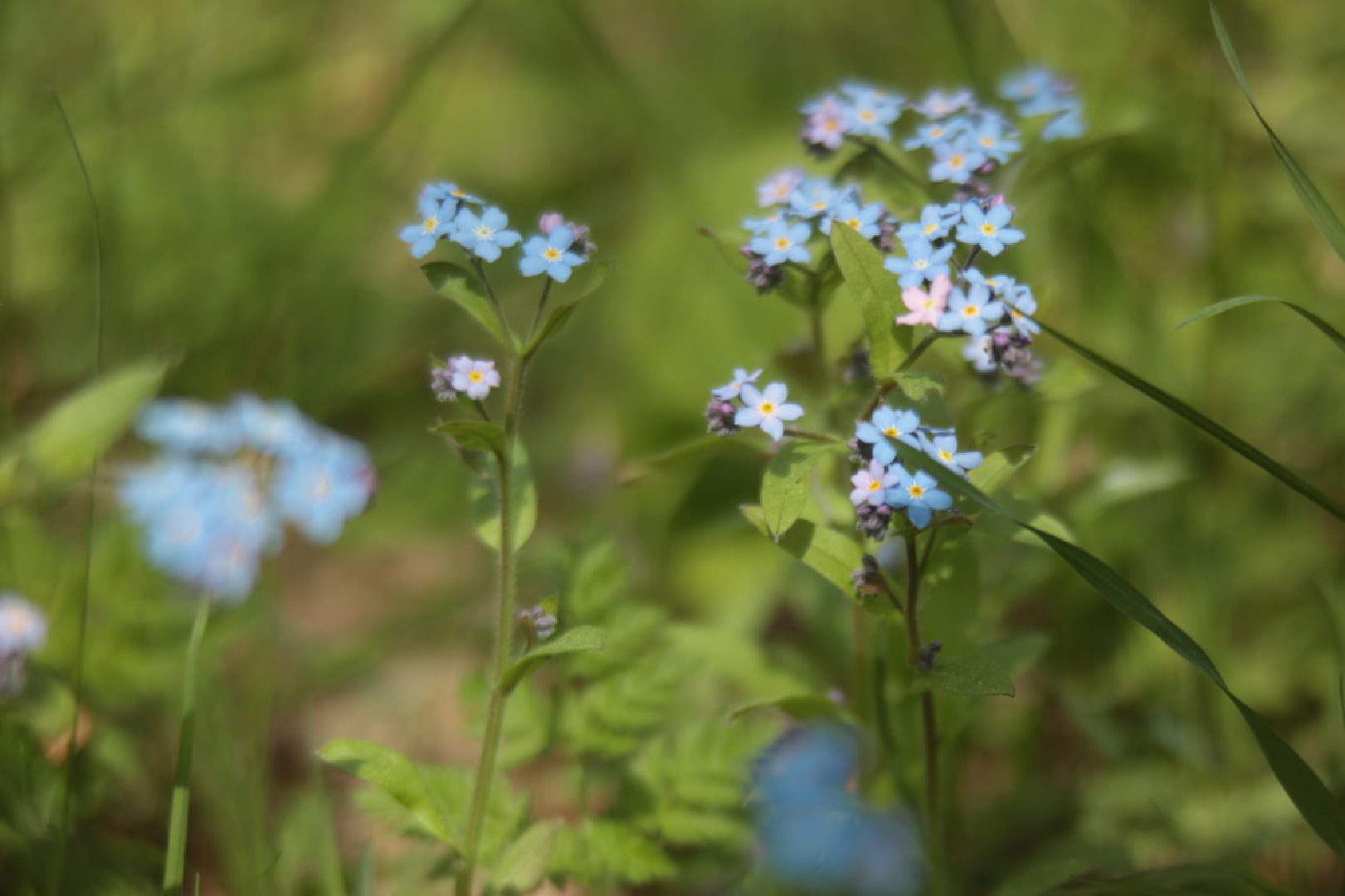Пущино, экология