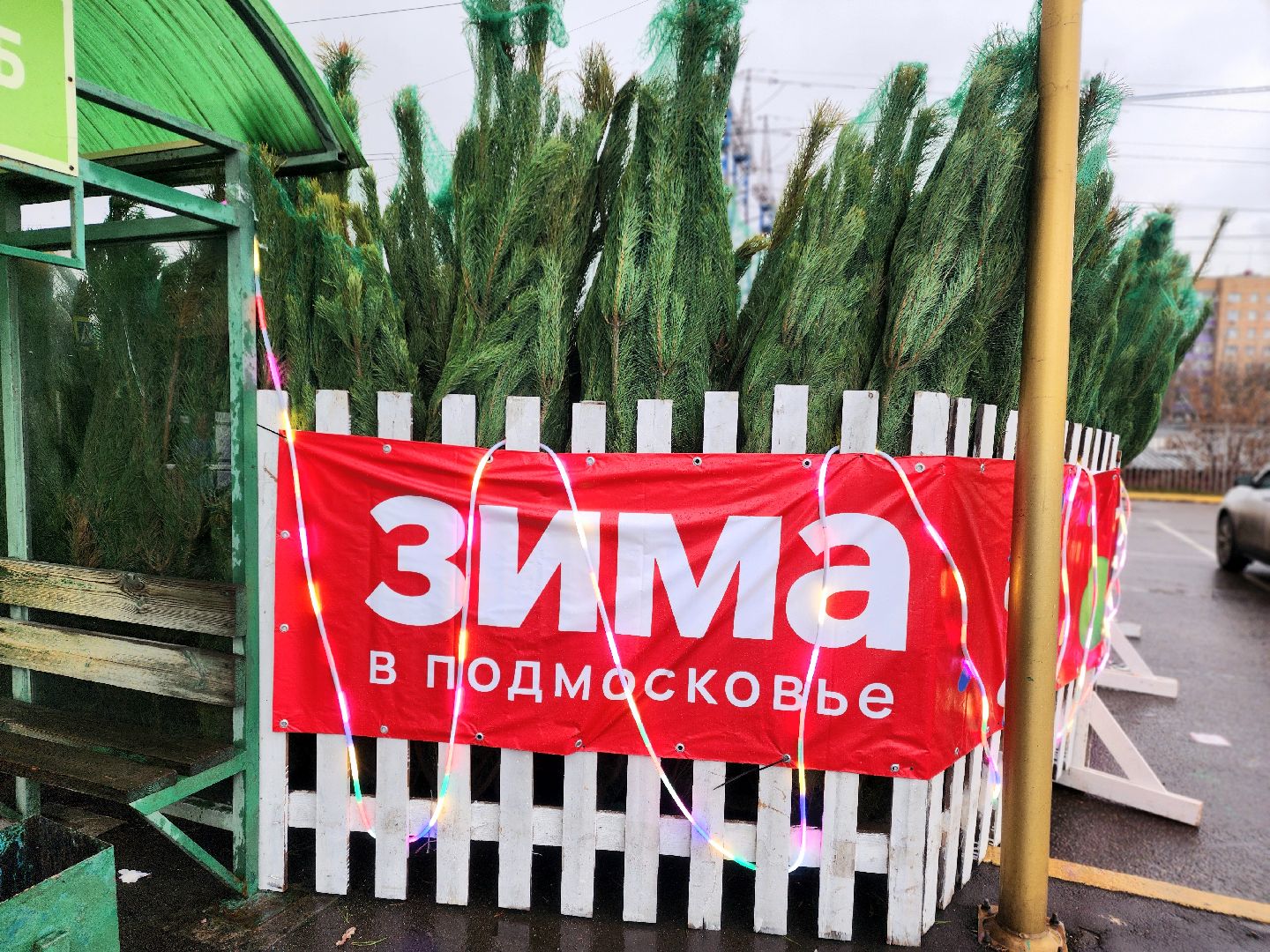 елочный базар, новый год, живые елки,