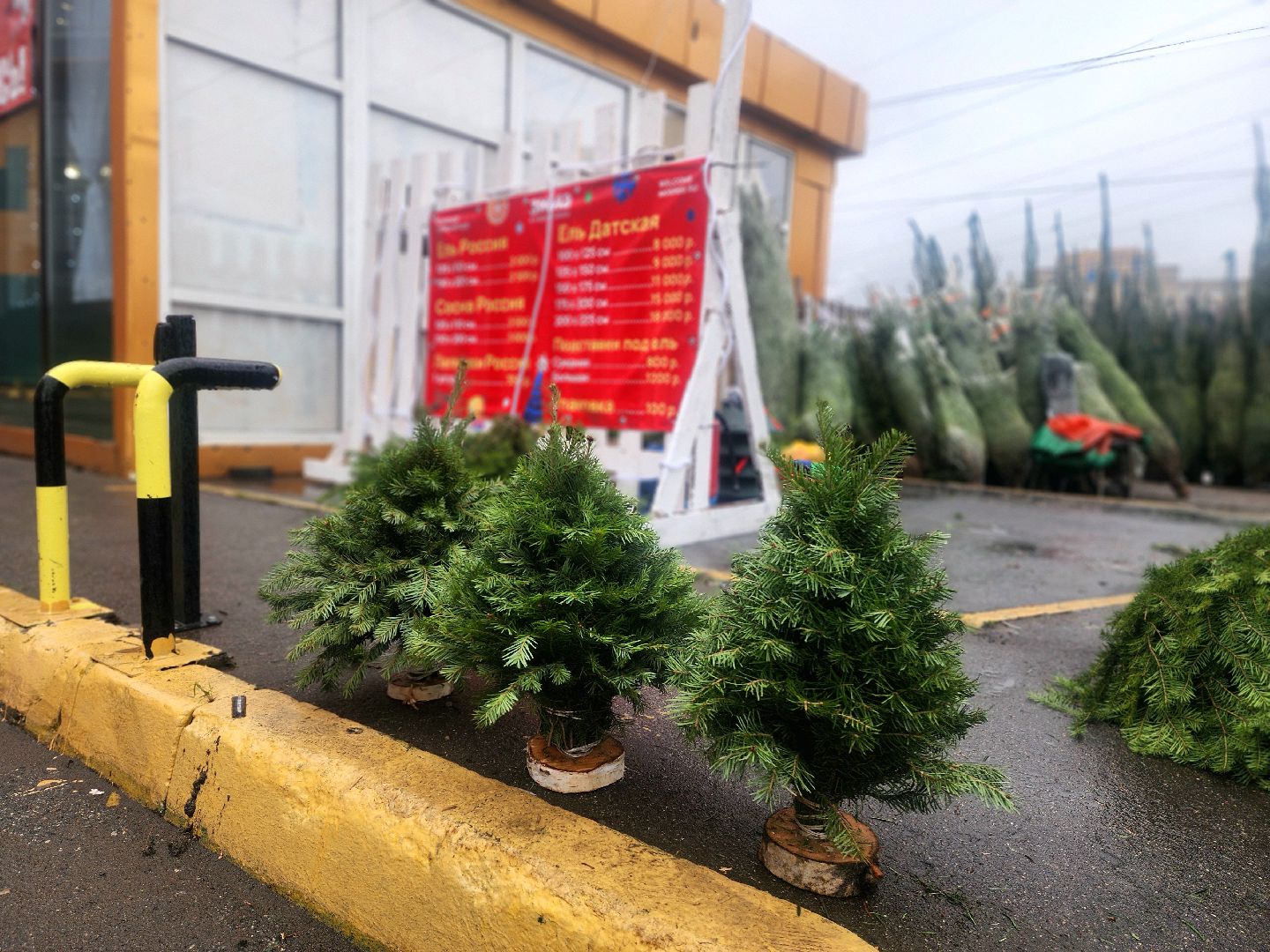 елочный базар, новый год, живые елки,