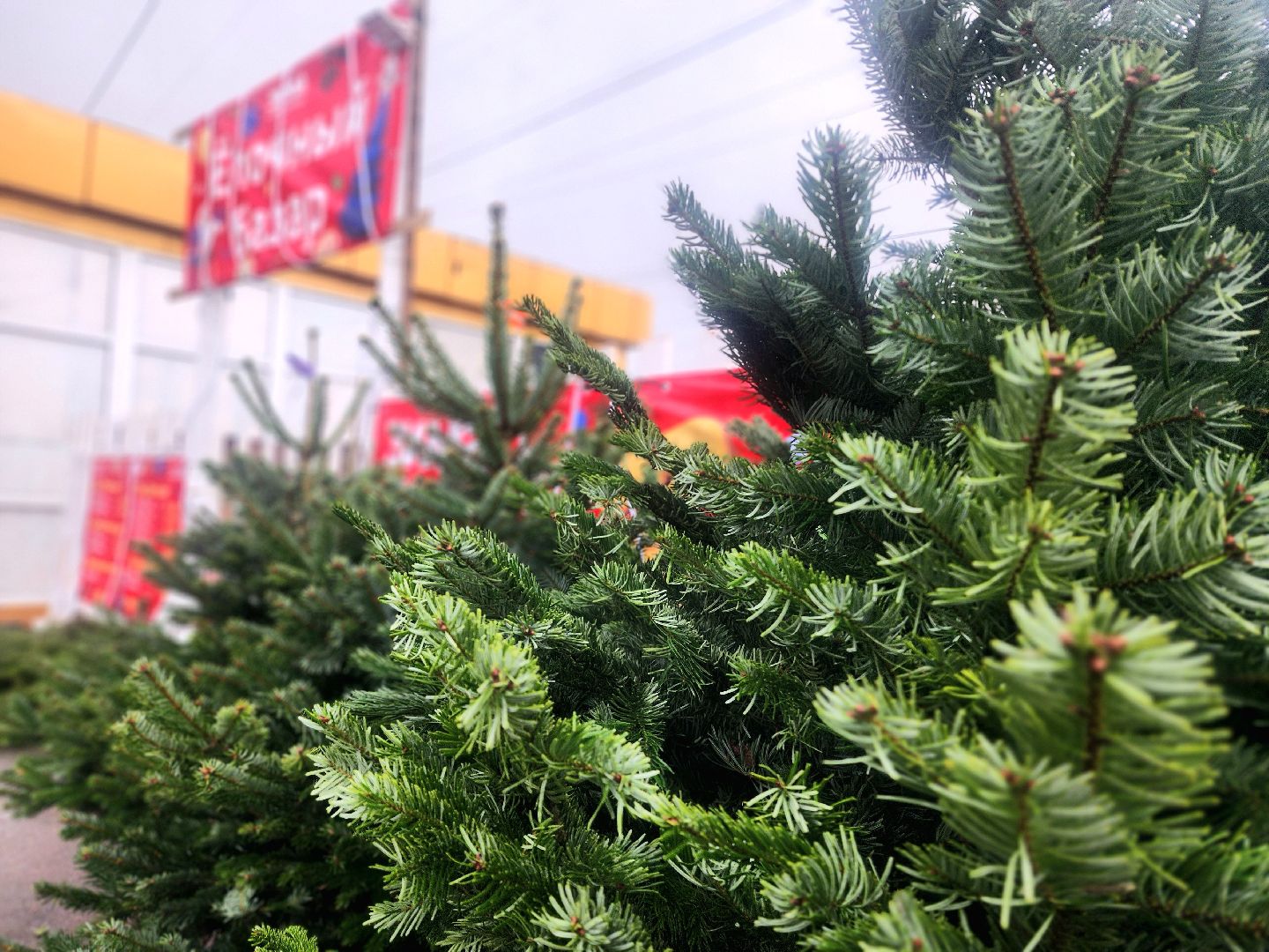 елочный базар, новый год, живые елки,