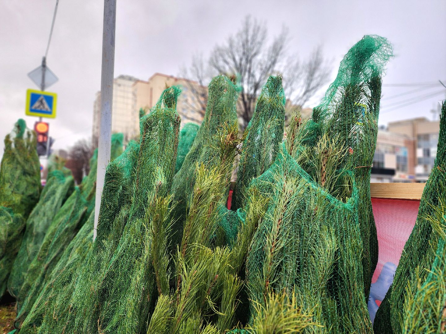 елочный базар, новый год, живые елки,