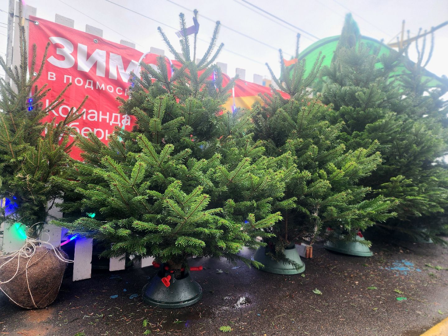 елочный базар, новый год, живые елки,