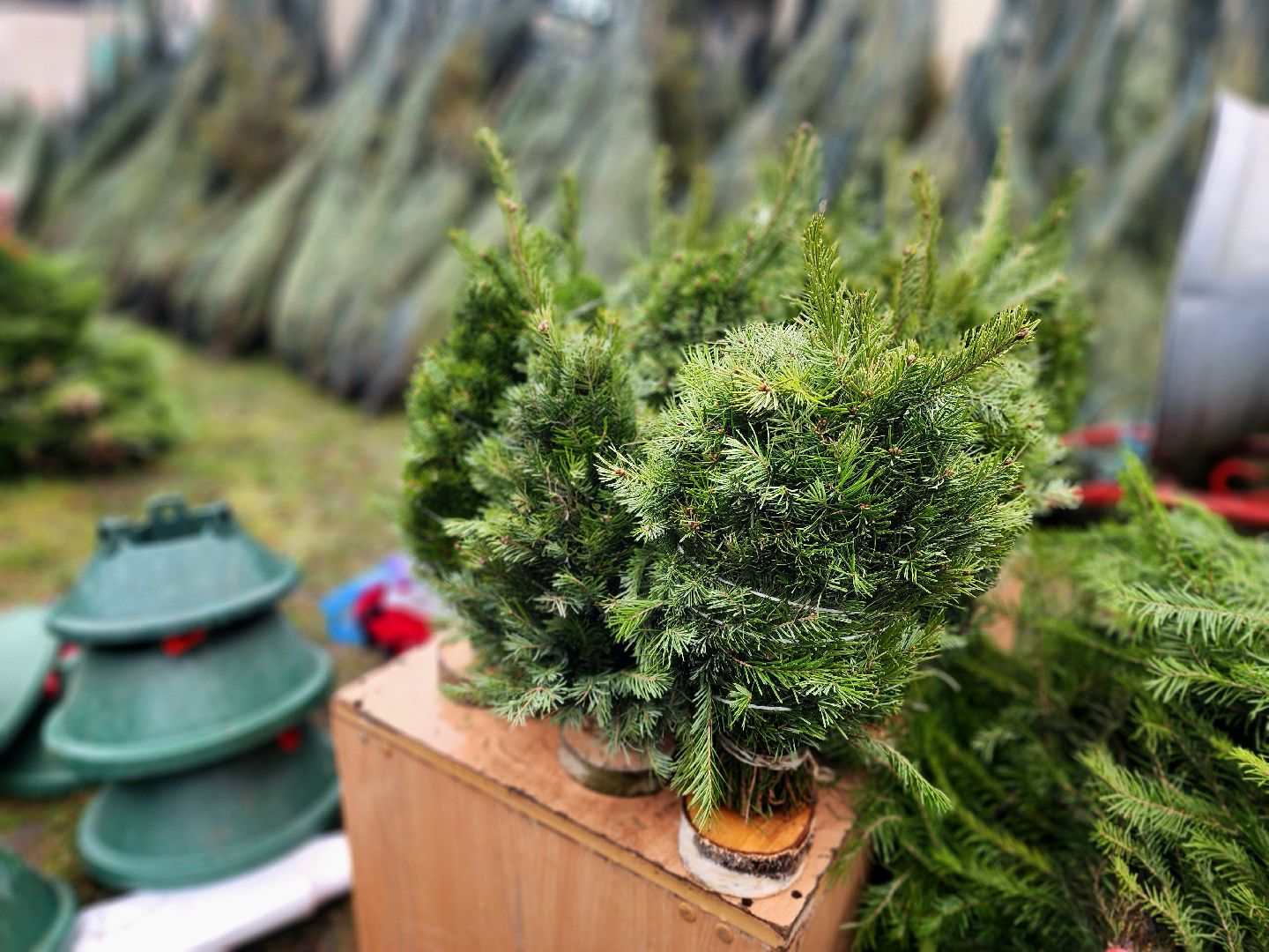 елочный базар, новый год, живые елки,