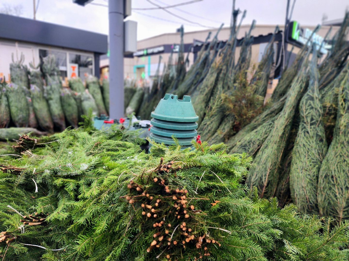 елочный базар, новый год, живые елки,