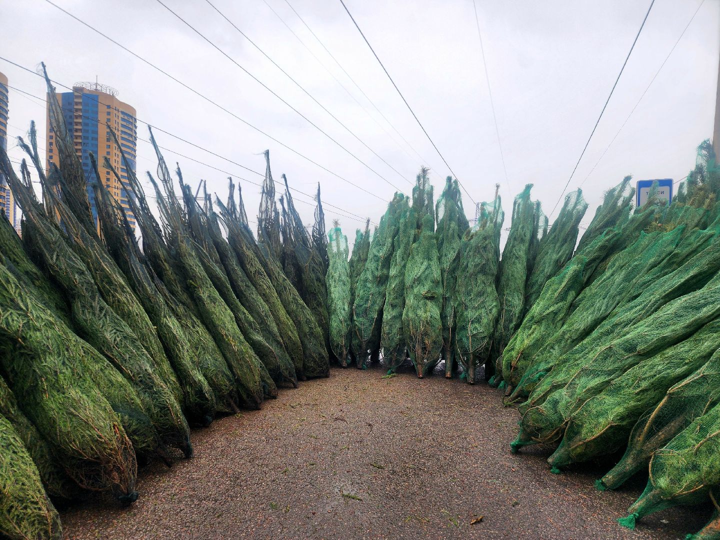 елочный базар, новый год, живые елки,