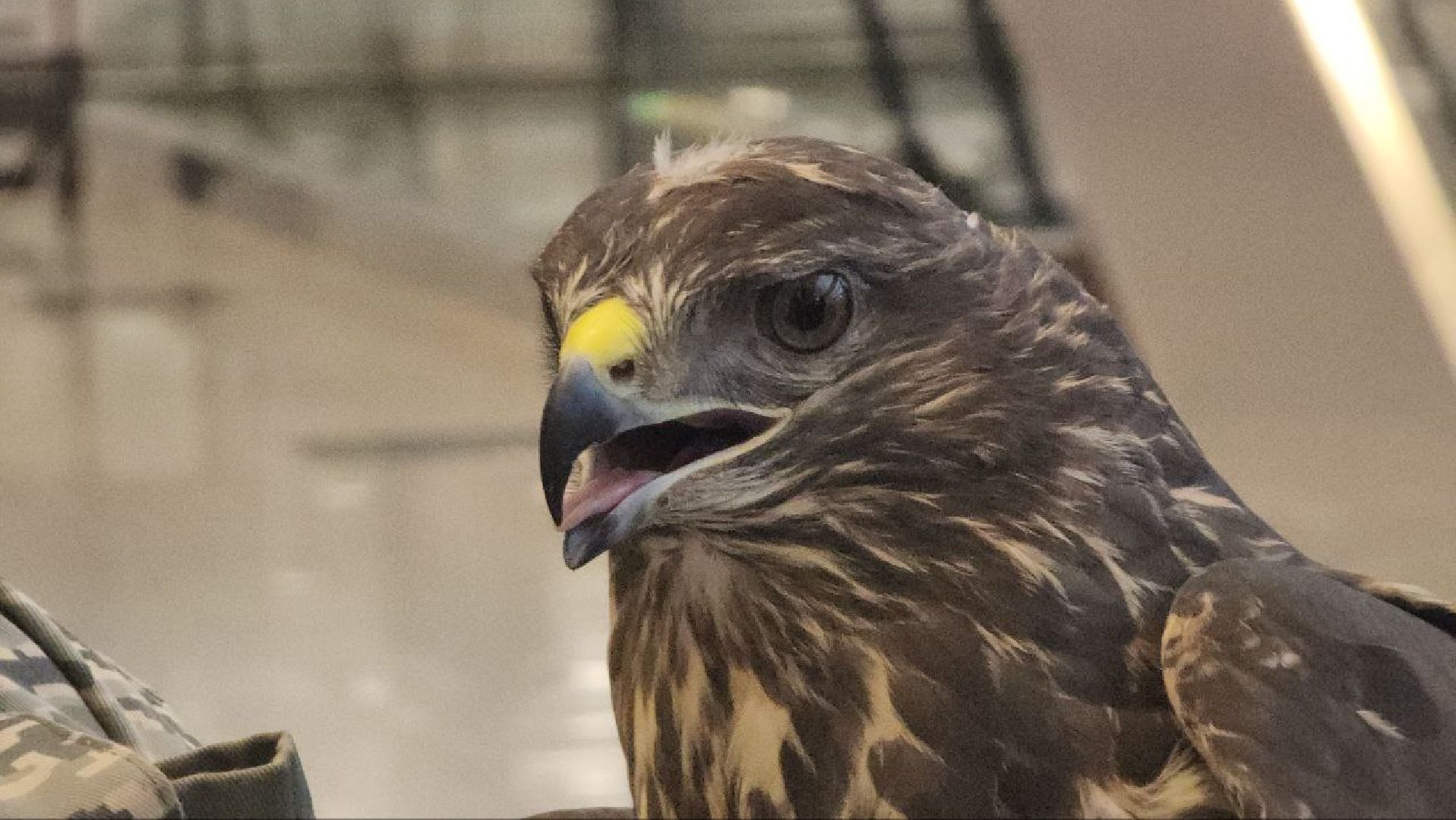 аэропорт домодедово, орнитолог, птицы,