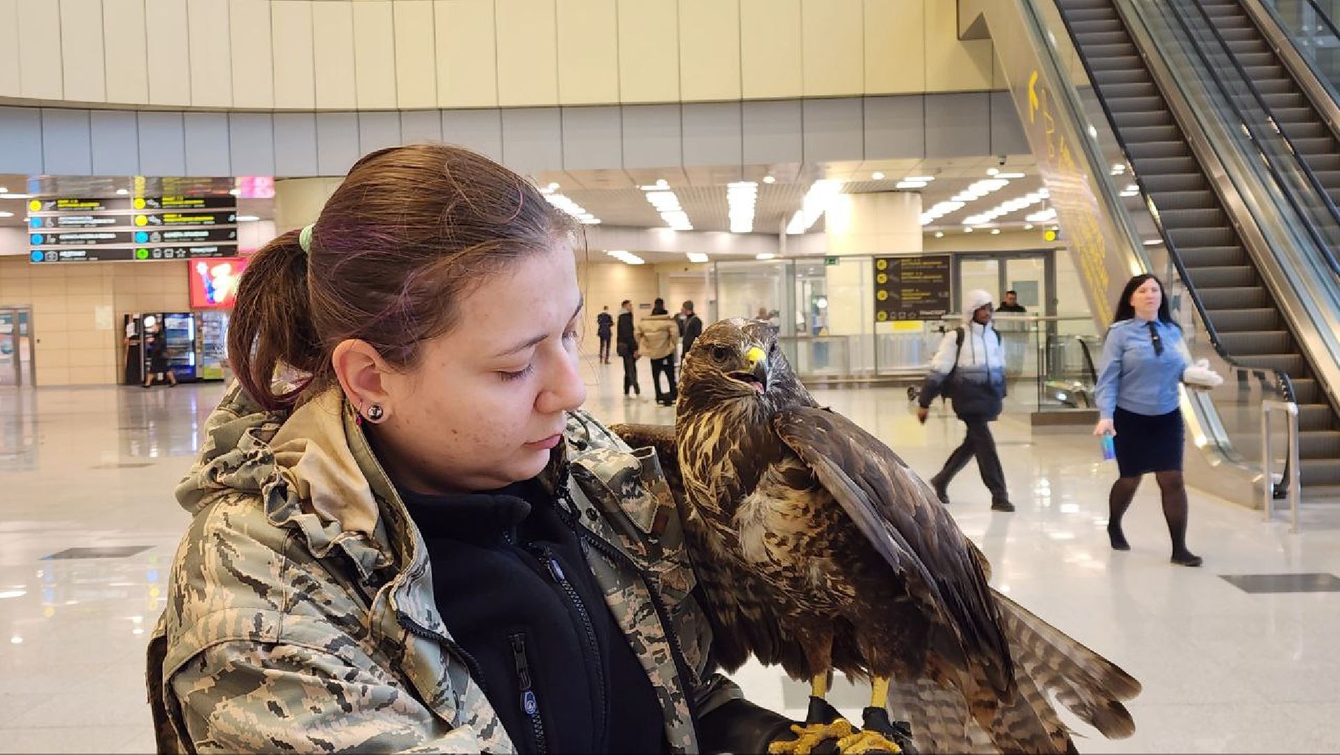 аэропорт домодедово, орнитолог, птицы,