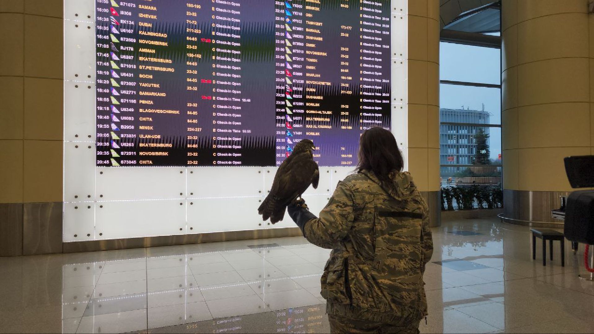 аэропорт домодедово, орнитолог, птицы,