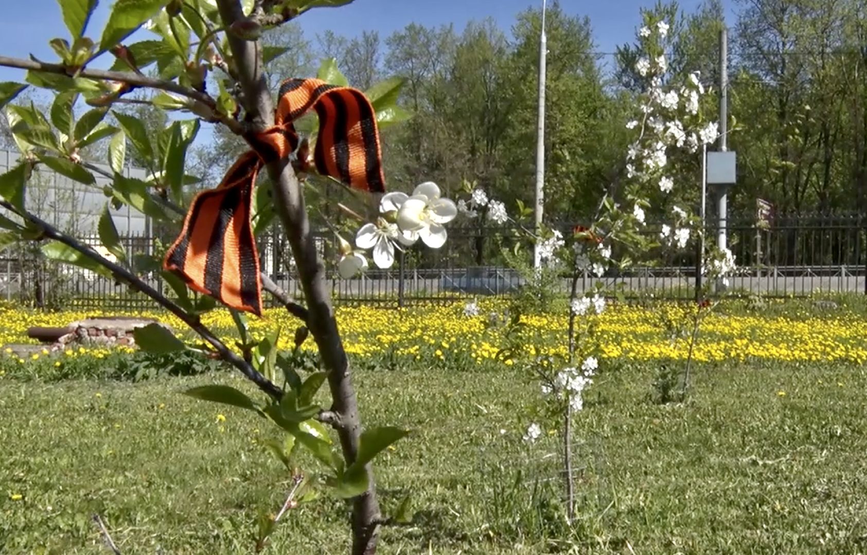 Клин, благоустройство, лес победы, общество
