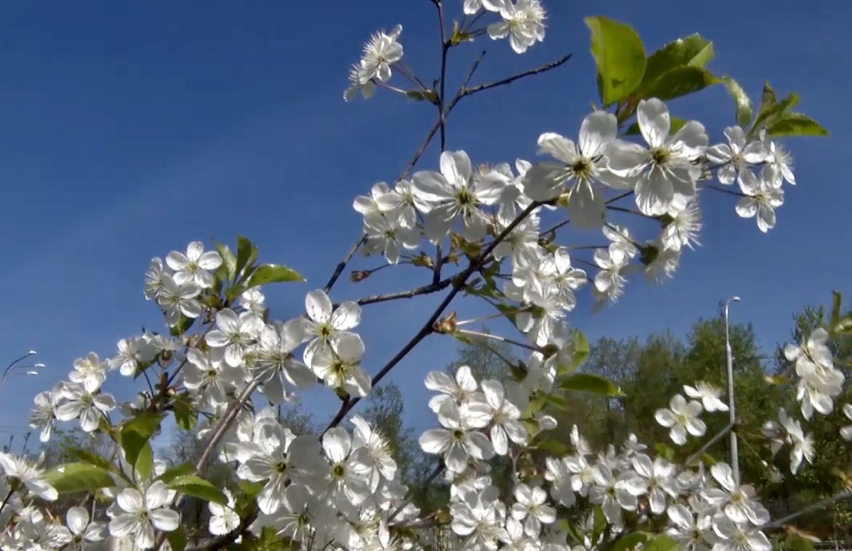 Клин, благоустройство, лес победы, общество