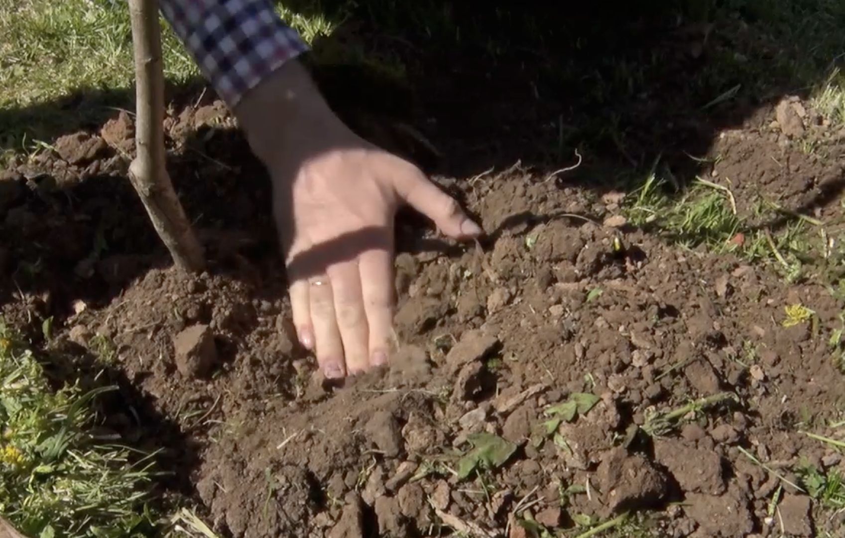 Клин, благоустройство, лес победы, общество