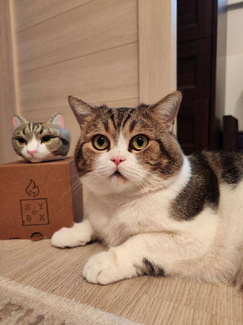 свечи, Свечи ручной работы , сергиев посад, сергиево-посадский городской округ, коты,