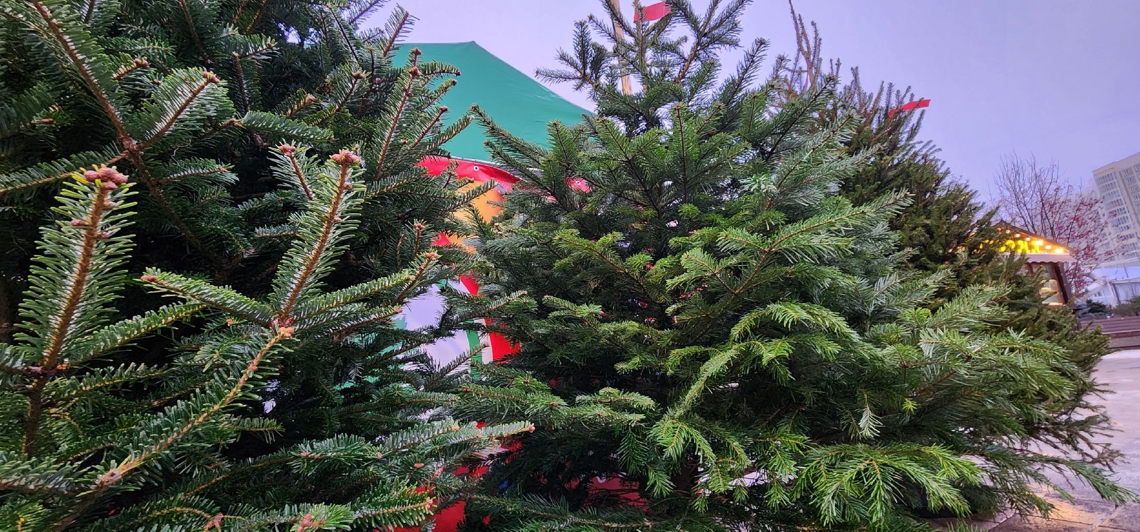 Химки, Зима в Подмосковье , Елочные базары,