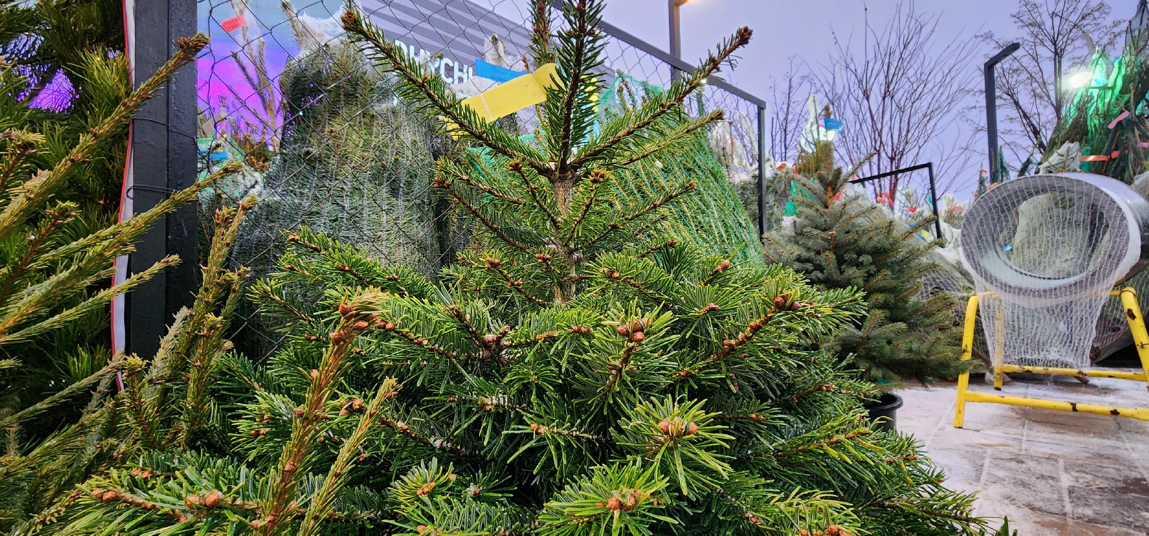 Химки, Зима в Подмосковье , Елочные базары,