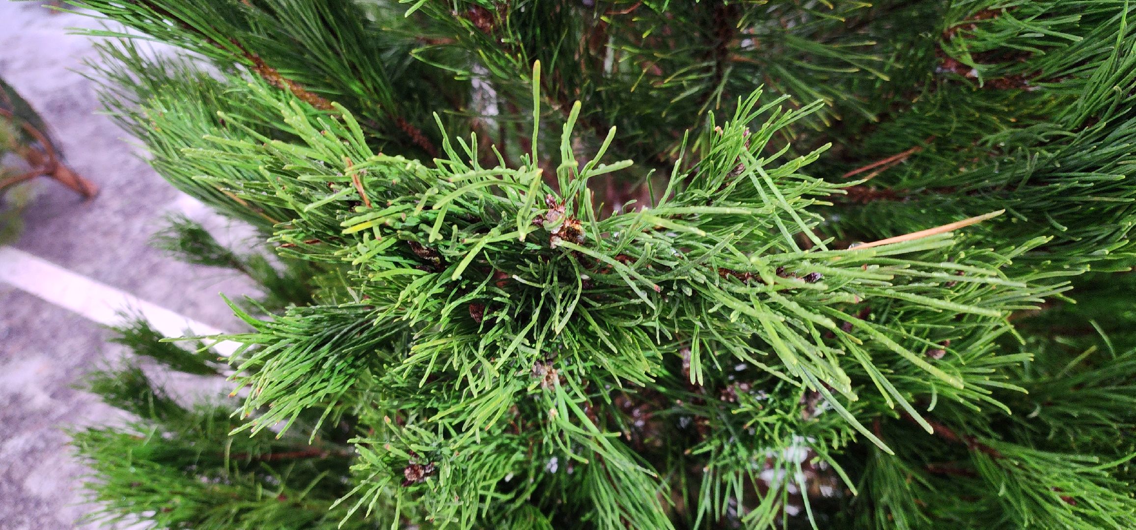 Химки, Зима в Подмосковье , Елочные базары,