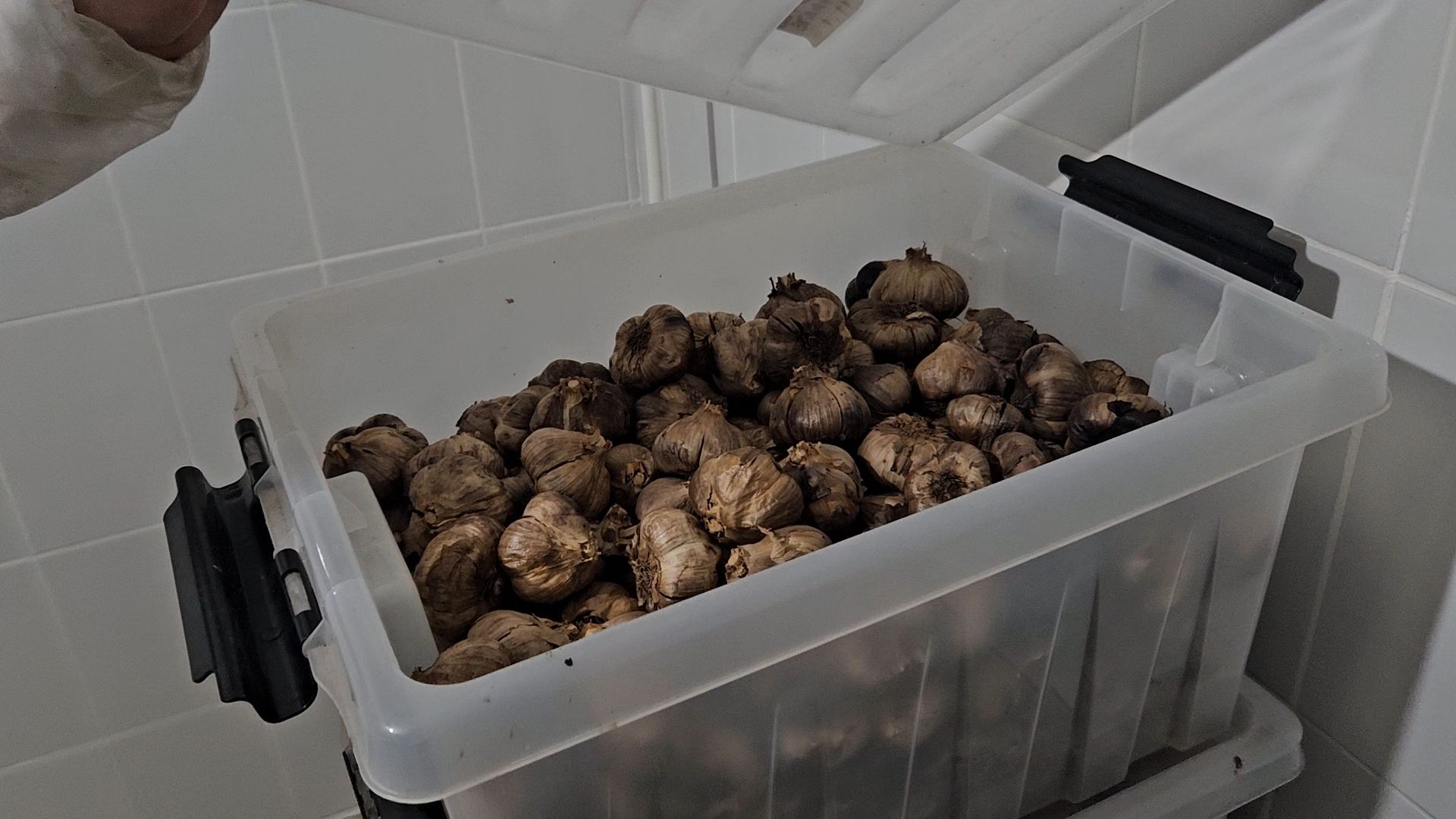 жуковский, чеснок, кен-ко,