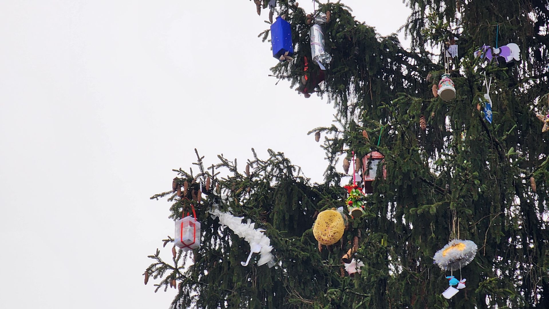 клин, талицкий лес, елка в лесу, шариха,