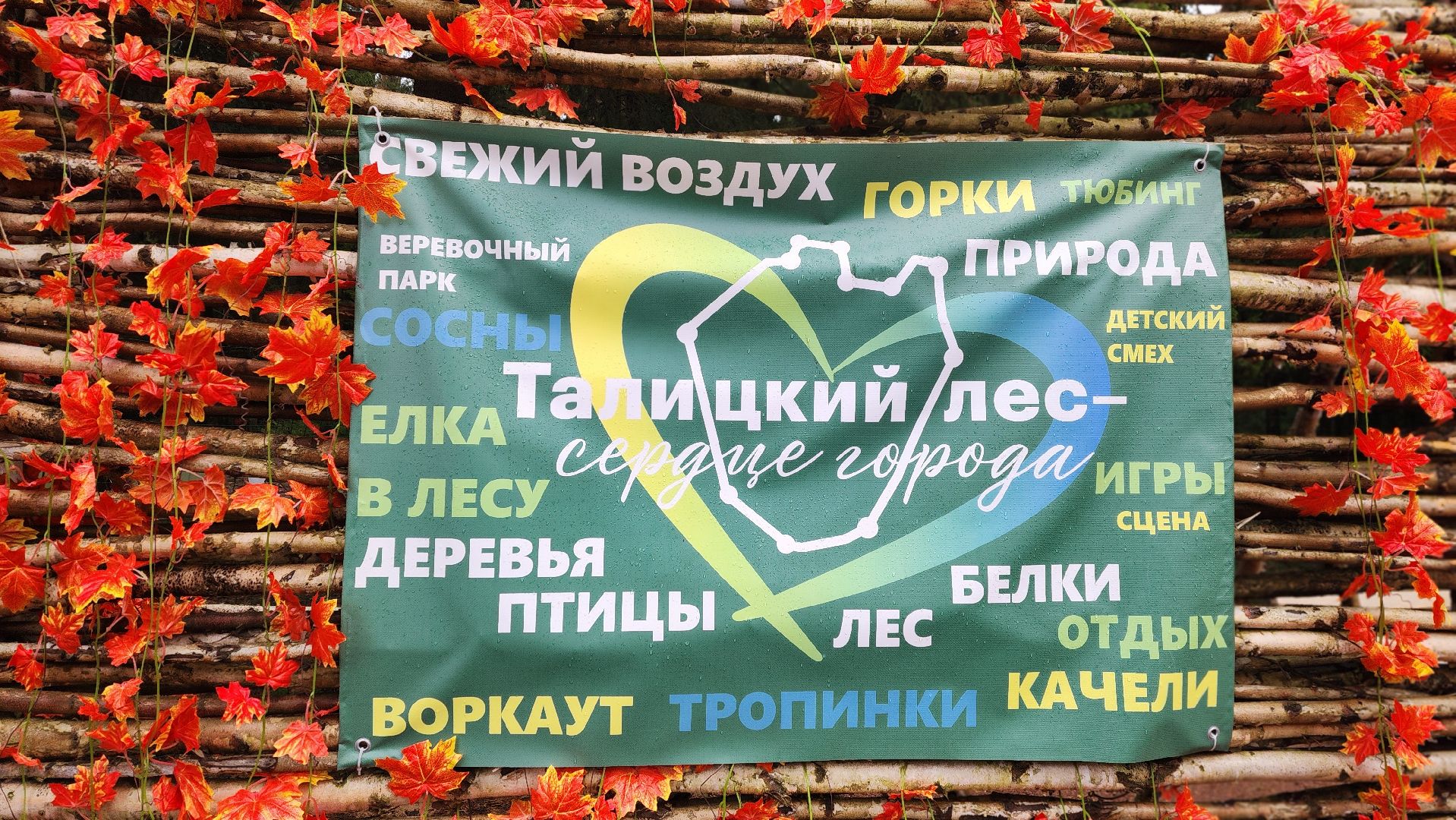 клин, талицкий лес, елка в лесу, шариха,