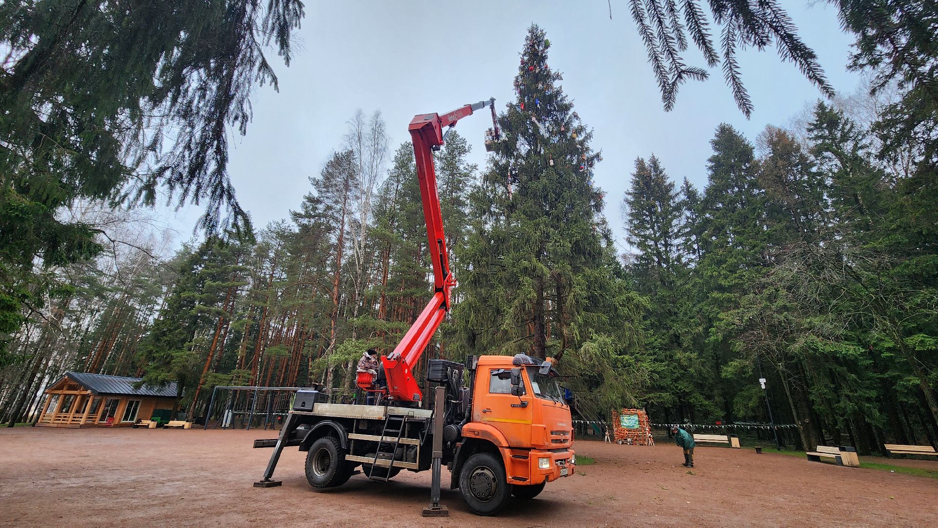 клин, талицкий лес, елка в лесу, шариха,
