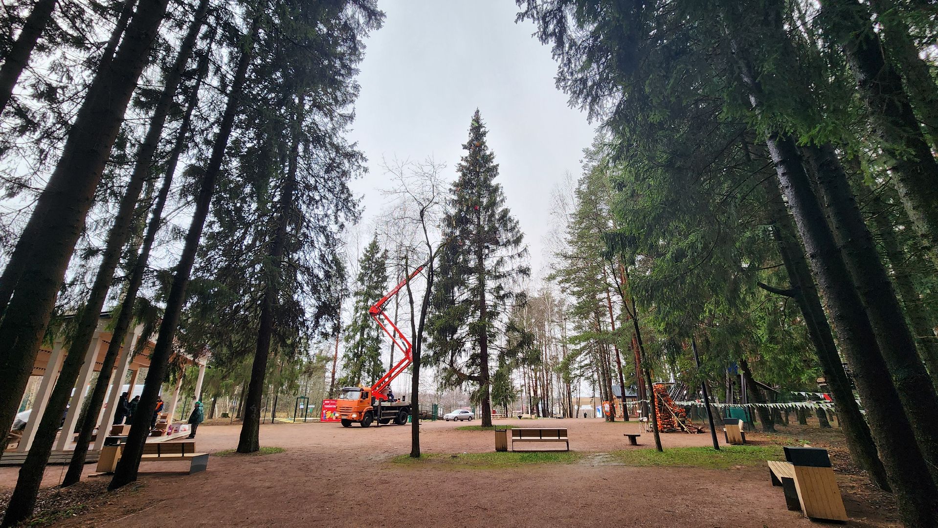 клин, талицкий лес, елка в лесу, шариха,