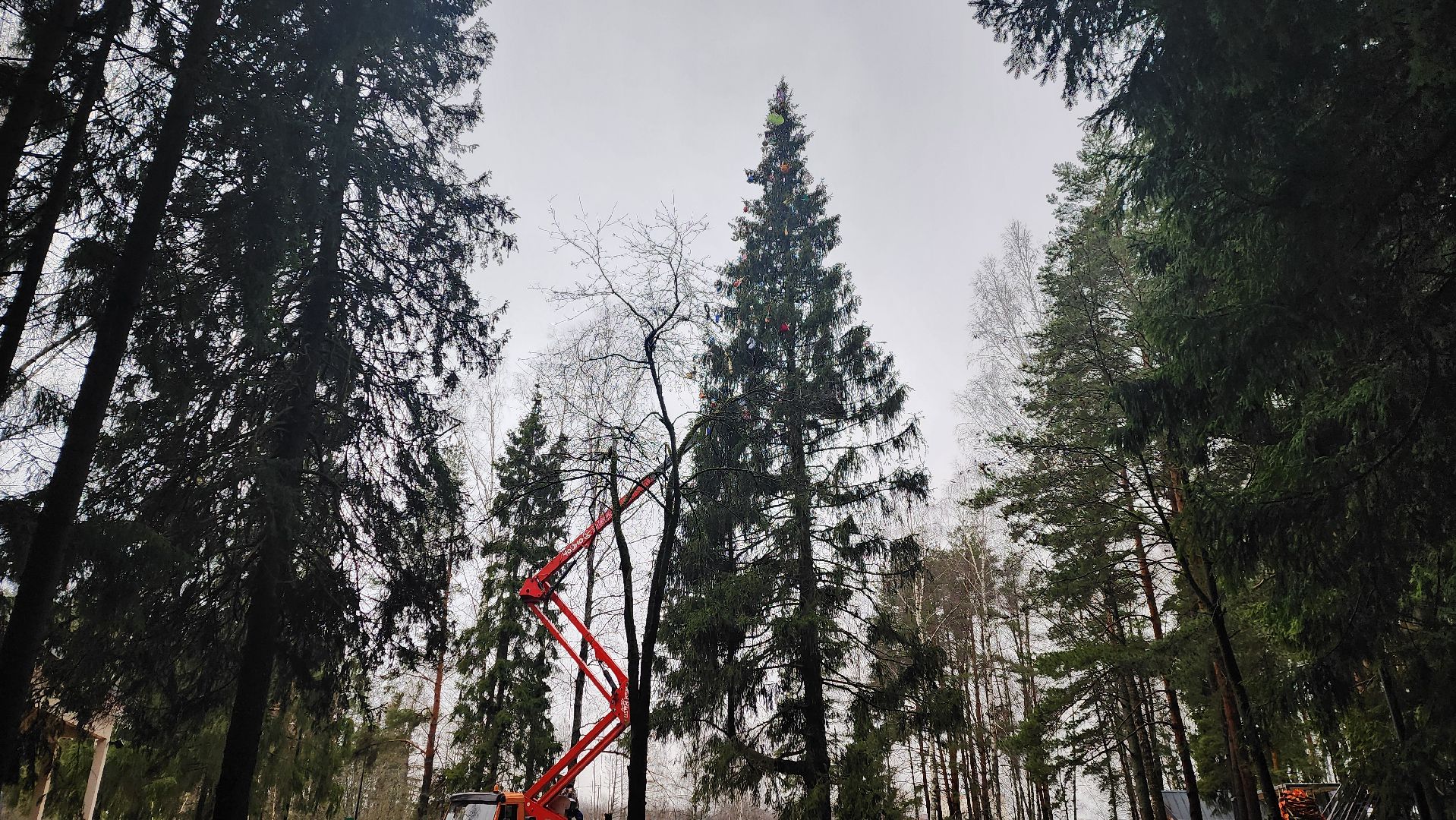 клин, талицкий лес, елка в лесу, шариха,