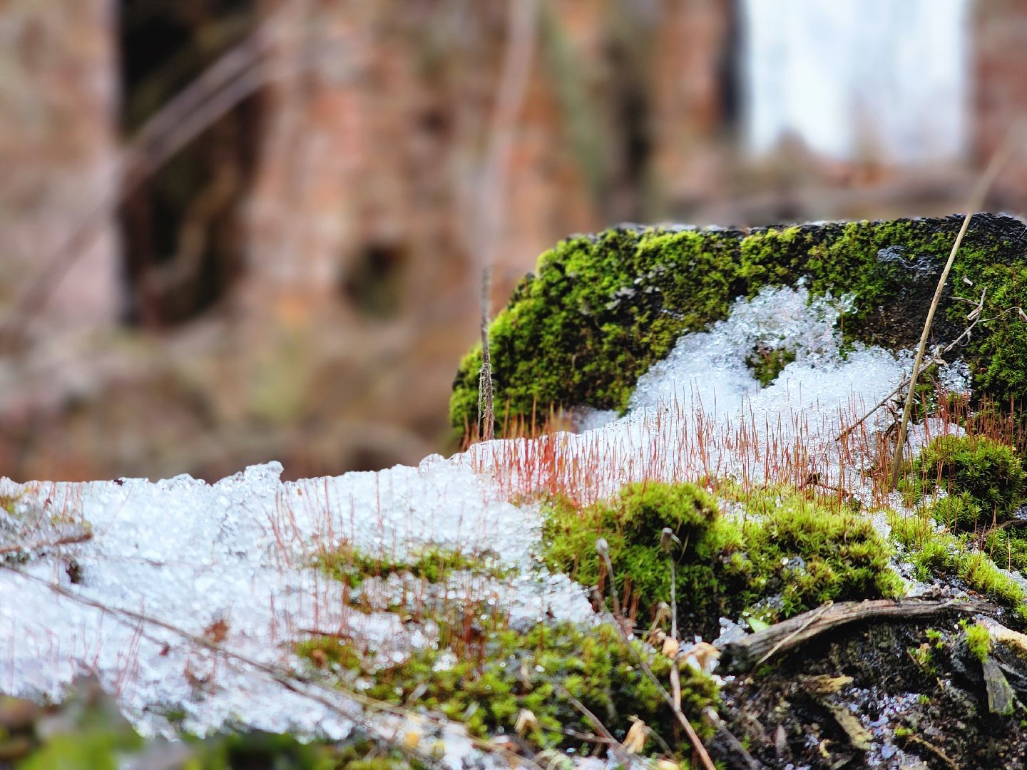 том сойер фест,сохранение истории,историческая память, старая купавна, богородский городской округ,