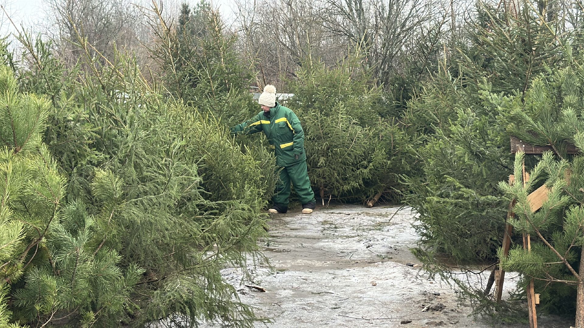 Акция ель домой , Дмитровский городской округ , Ель, Ель на новый год, Питомник елей,