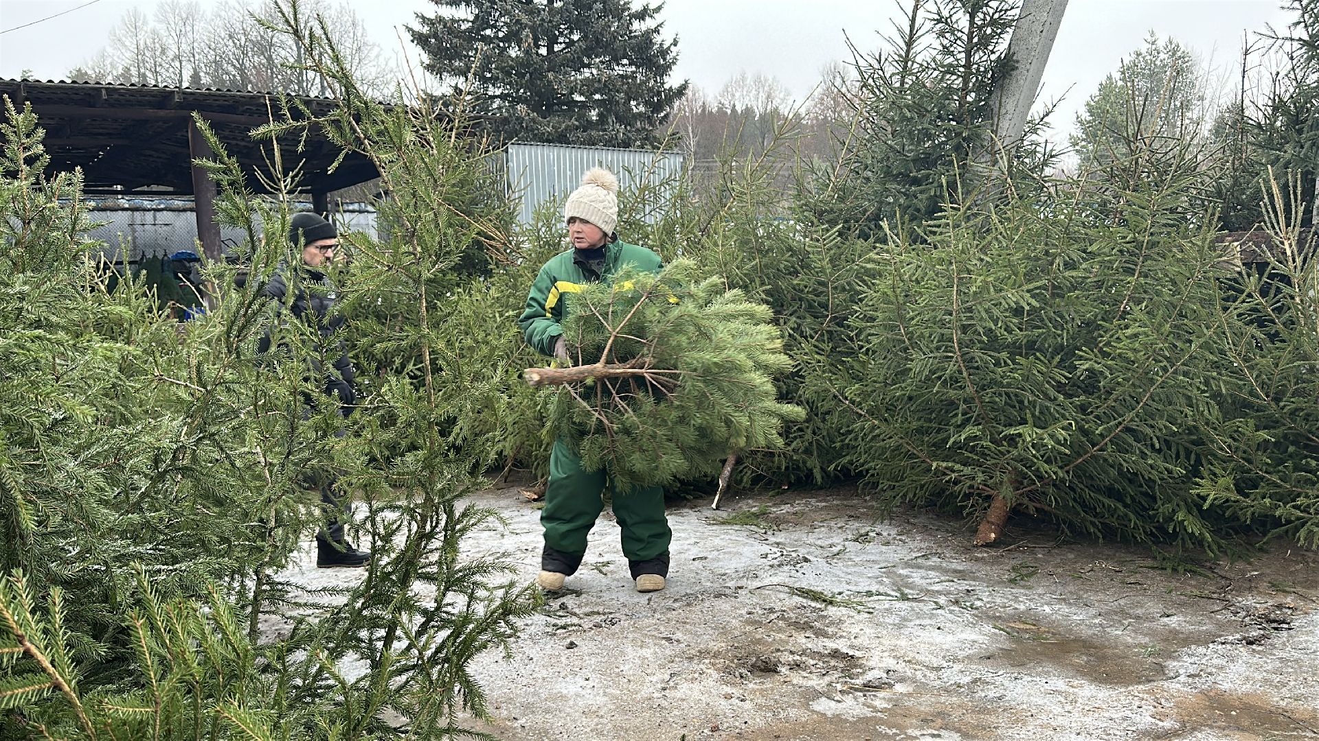Акция ель домой , Дмитровский городской округ , Ель, Ель на новый год, Питомник елей,