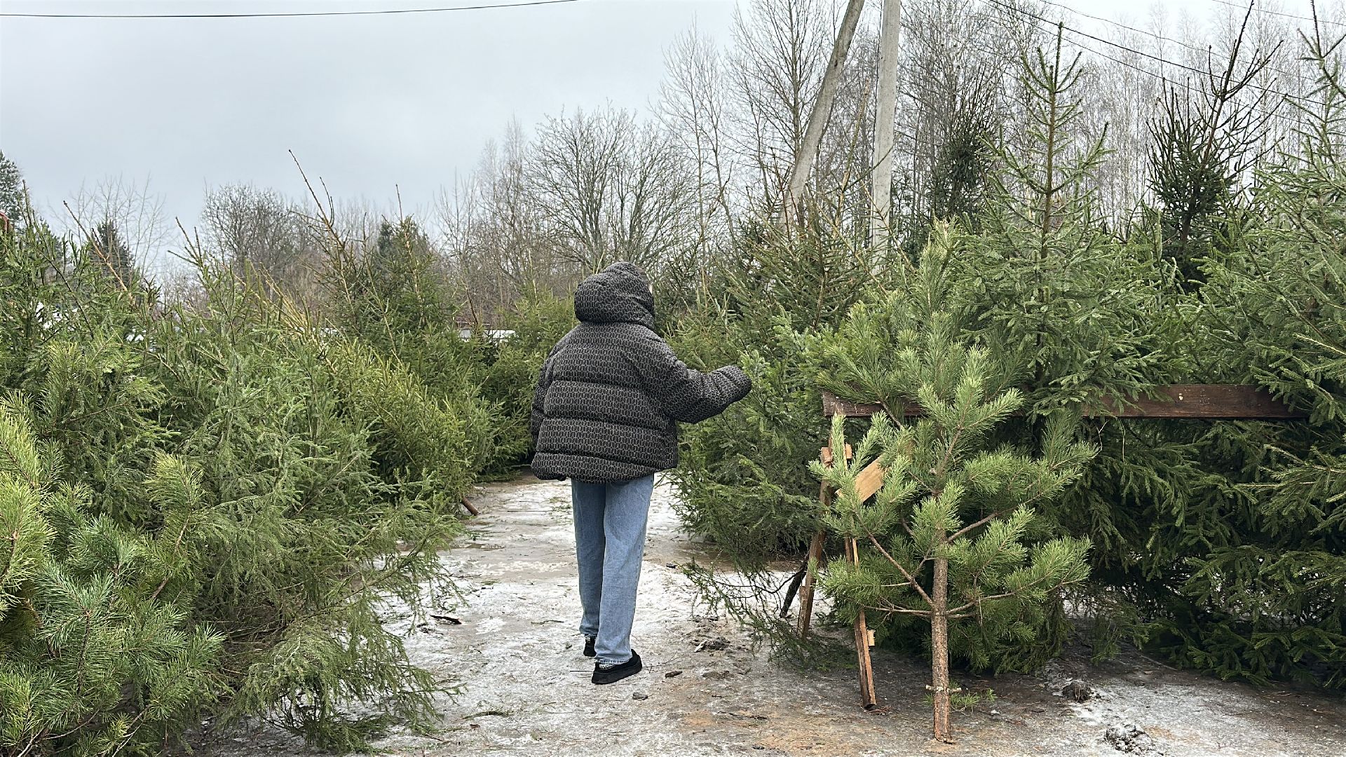 Акция ель домой , Дмитровский городской округ , Ель, Ель на новый год, Питомник елей,