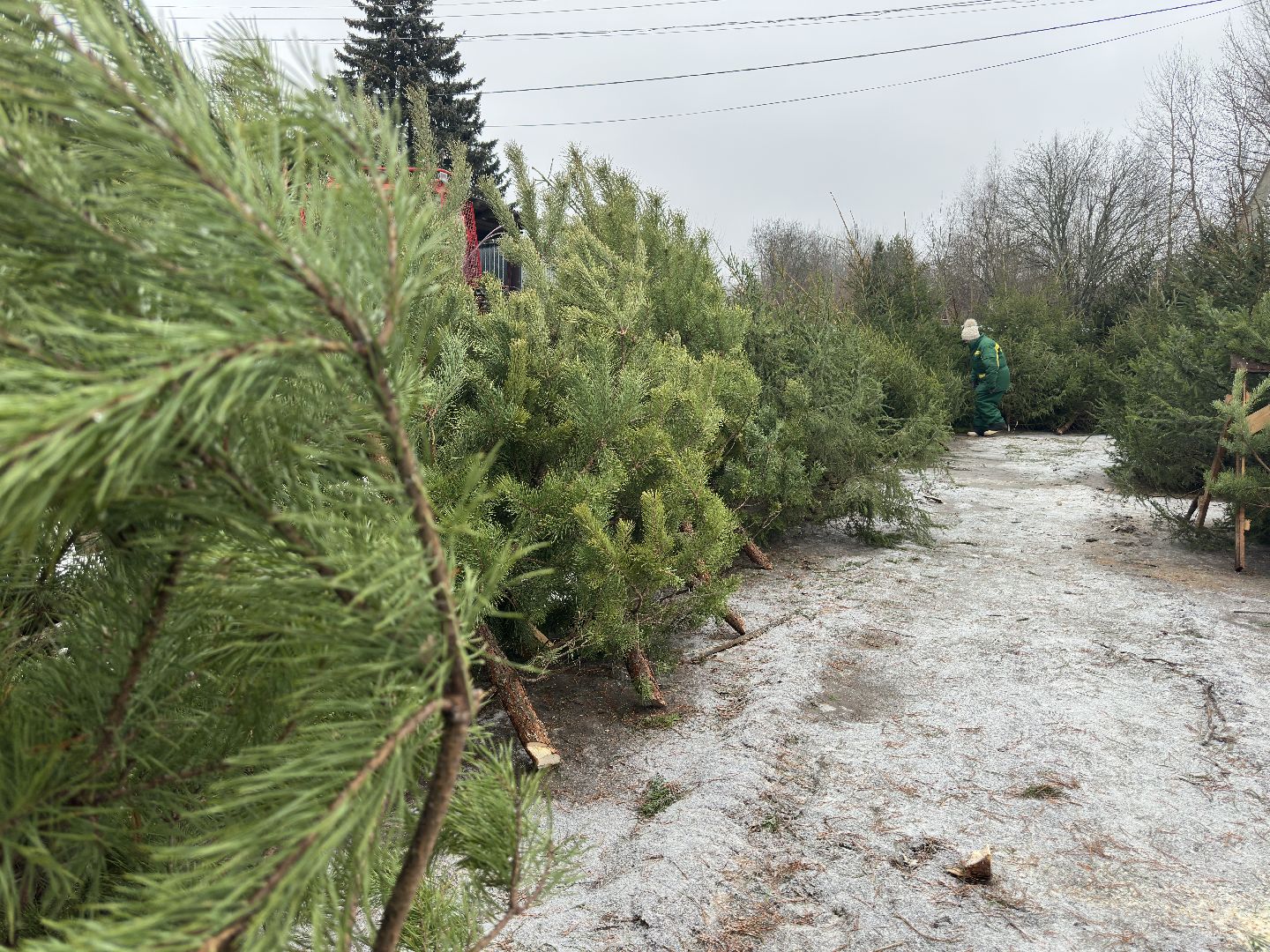 Акция ель домой , Дмитровский городской округ , Ель, Ель на новый год, Питомник елей,
