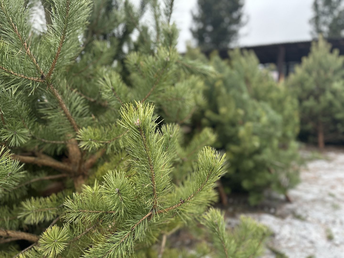 Акция ель домой , Дмитровский городской округ , Ель, Ель на новый год, Питомник елей,